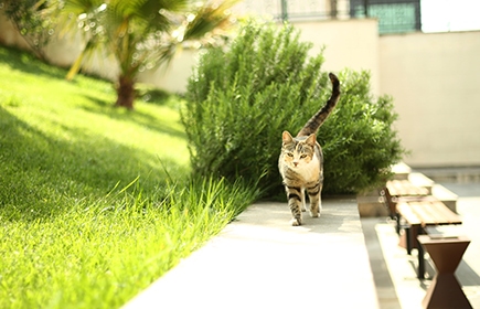sokak hayvanları